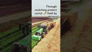 Protect carrot 🥕 From Winter|Agriculture technology|Mulching|Carrot 🥕|World 🌍 Agriculture