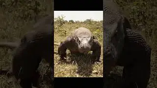 AI-Generated - Face to Face with a Komodo Dragon  Wild Indonesia Encounter #indonesia #komodo