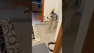 Talking with an Alaskan Malamute #alaskanmalamute #talkingdog