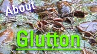 How Does Glutton Look? | How to Say Glutton in English? | What is Glutton?
