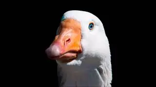 Dj-Noni - Duck Crying Sound&rlm; (Special Set)