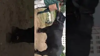 Big buffalo Hyderabad