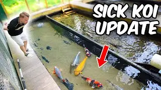 Fish Update and 5000 Gallon Pond Visit!