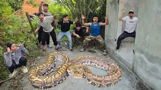 Brave Expert Catch Giant Python and 100 Dragon Snakes