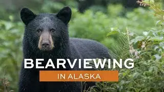 Alaska Bear Viewing Tours