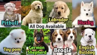 Cheapest Dog Puppies Market in India 2026 | Home Delivery | ₹999 Start | Labrador, Husky, Pitbull
