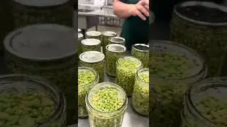 Tift County Canning Plant- How to visit and process peas.