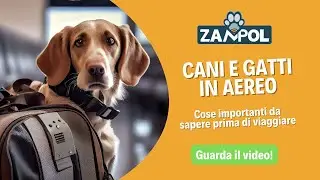 Cani e gatti in aereo - cosa devi sapere