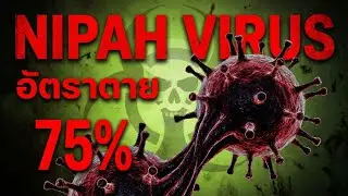 ไวรัสนิปาห์ (Nipah Virus) คืออะไร? อัตราตาย 75% และยังไม่มีวัคซีนป้องกัน!