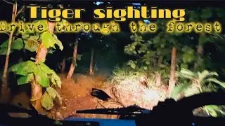 Tiger sighting || drive through the jungle at night