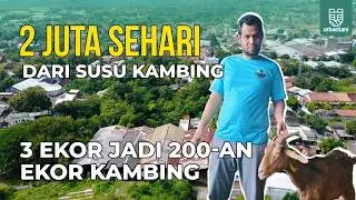 Kisah Sukses Peternak Susu Kambing: Ditolak Tetangga Kini Laku Diburu Penderita Diabetes & Kolestrol