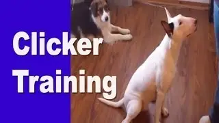 Clicker Training - English Bull Terrier