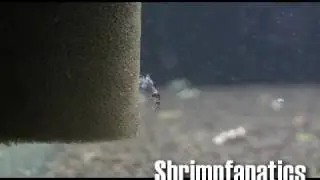 Bumble Bee Shrimp