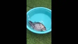 Amazing, frozen fish came back to alive by using cryogenic freezer
