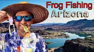 All Day Frog Action in Arizona