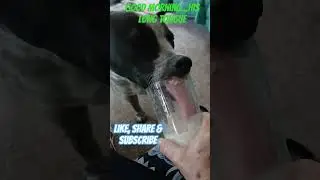 Drinking coffee #cattledog #funnydogs #funny #funnyanimals #pets #funnypets #dogshorts #dog #doglife