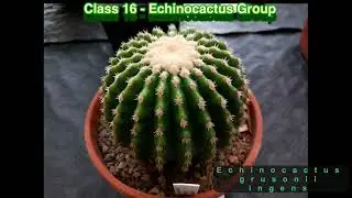 BCSS National Show 2022 - Slideshow 3 (classes 12-22)