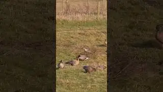 Pink Footed Geese #birds #wildlife #wildlifefilmmaking #rspb #birdwatching #uknature