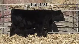 Lot 121 Bar JZ Empire 584K