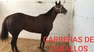 el borchat cuadra kino/cuca vs el caballer cuadra el alamo