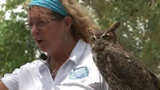 Turtle Day @ Marine Science Center in Ponce Inlet, FL