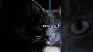 😺✨Descubre las Curiosidades m&aacute;s Adorables sobre los Gatos #MisteriosFelinos #Misterios Felinos: