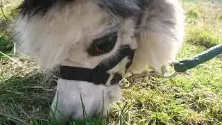 🦙 Zobacz, jakie fajne ALPAKI z Garbowa (Lublin) - ALPAKI YAKARI 🦙