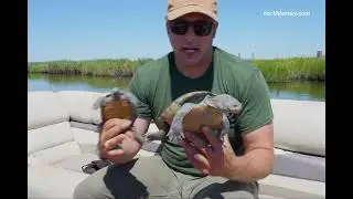 Diamondback terrapins are ambassadors for the Meadowlands. See how they're tracked