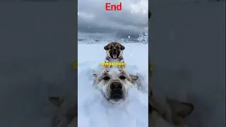Jesus Saves a Frozen Dog and Puppy in Snowstorm | Emotional Christian Rescue Story #fyp #ai #viral