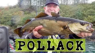How to catch big Pollack