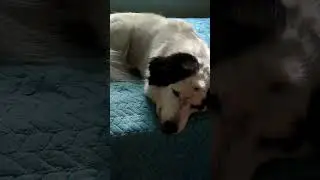 Приснился плохой сон #dog #shorts #vlog #собака