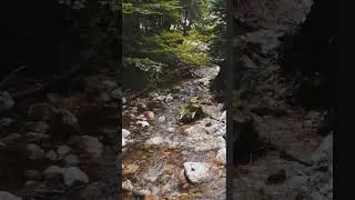 Relaxing river in forest with birdsong