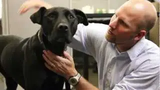 Hunting Dog Safety: Preventing Hearing Loss
