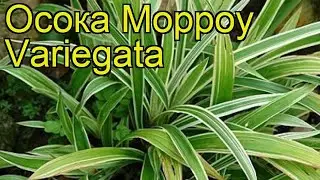 Осока морроу Вариегата. Краткий обзор, описание характеристик carex morrowii Variegata