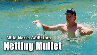 Netting Mullet in New Zealand | Wild North Addiction