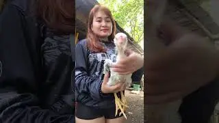 #2026 #subscribemychannel #subscribe #youtubeshorts #shorts #probinsya #manok #chicken #facebook