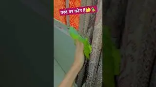 #parrot #parrotsofyoutube #parrotuniverse #radhebhaiya #birds
