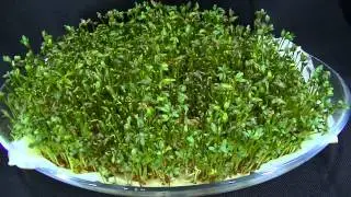 Cuckooflower Grass Growing Time Lapse