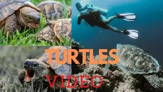 FUNNIEST TURTLES - Cute And Funny Turtle / Tortoise Videos Compilation