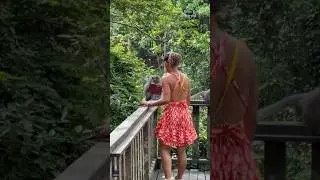 Monkey steals tourist's passport and destroys it #shorts