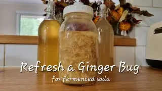 REPLENISHING (TOPPING UP) A USED GINGER BUG| Fermented Soda Series