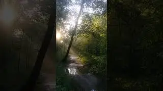 #forest #forestrun #nature #run #running
