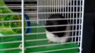 Little Hamster washing himself