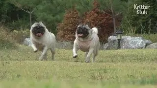 This Pug Trio Would Beat You In A Marathon | Kritter Klub