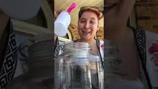 Building an ant farm and catching your own ants