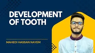 Development Of Tooth (Part-1)