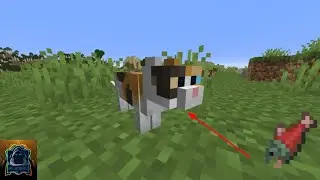 taming a cat 1st try