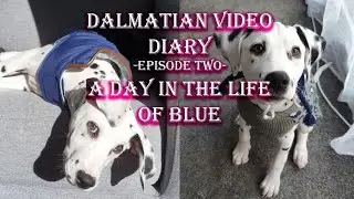 Dalmatian Video Diary Episode Two: A Day In The Life Of Blue