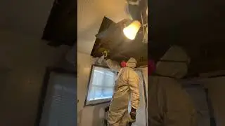 Stallion restoration mold removal experts are in action! 🦠