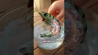 R&atilde; đ&ocirc;ng thực phẩm đ&uacute;ng c&aacute;ch n&agrave;o cả nh&agrave; #thucpham #cartoon #cotheoi #suckhoe